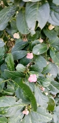 Euonymus europaeus