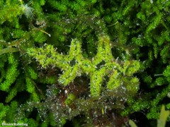 Elysia manriquei
