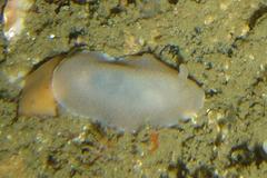 Doriopsilla capensis