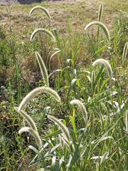 Setaria magna
