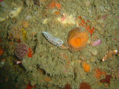 Antiopella longidentata