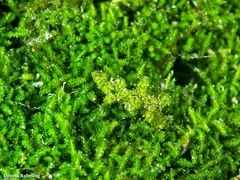 Elysia manriquei