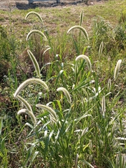 Setaria magna