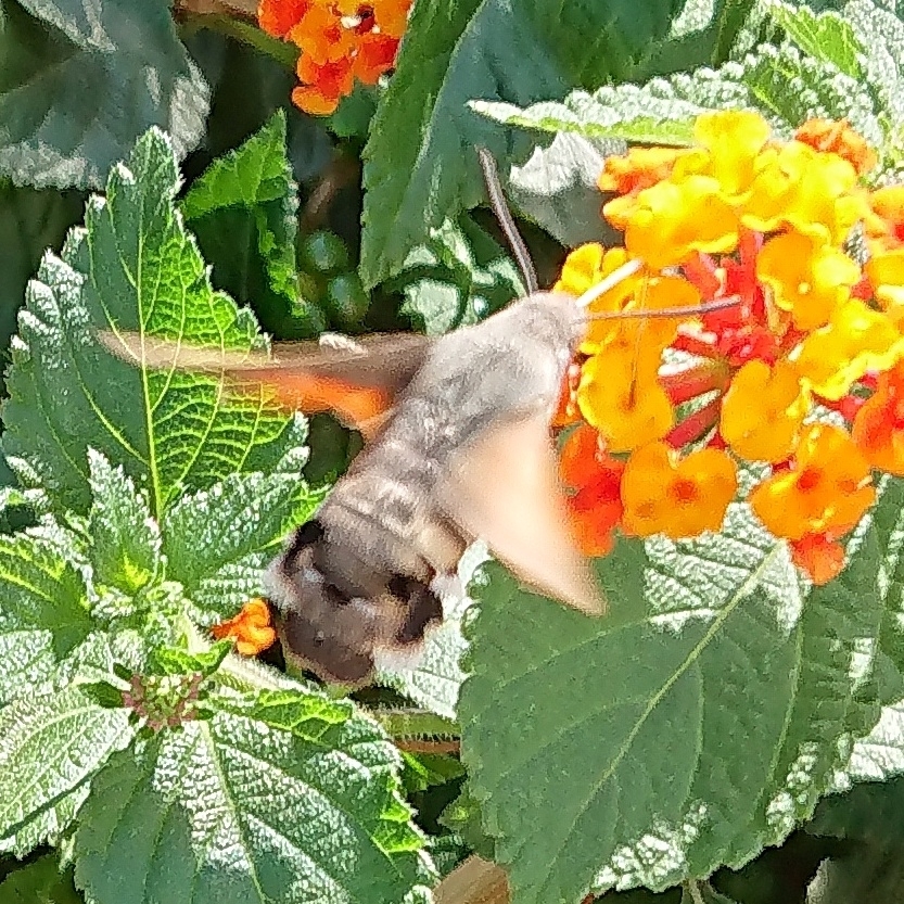 Taubenschwänzchen
