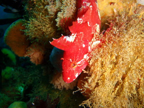 Clinus arborescens