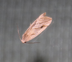 Micrathetis tecnion