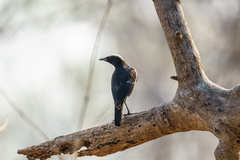 Myrmecocichla arnotti