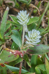 Gomphrena filaginoides