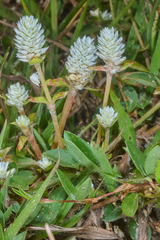 Gomphrena filaginoides