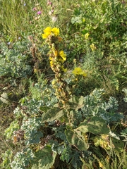 Verbascum ovalifolium