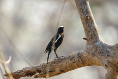 Myrmecocichla arnotti