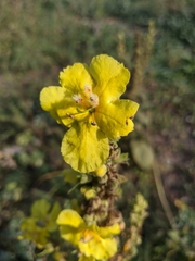 Verbascum ovalifolium