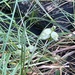 photo of White Turtlehead (Chelone glabra)