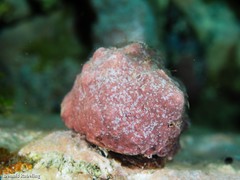 Stramonita haemastoma