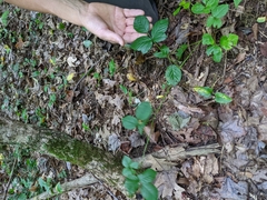 Rubus fulleri