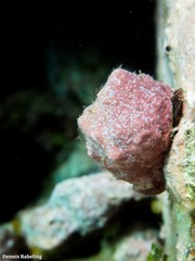 Stramonita haemastoma