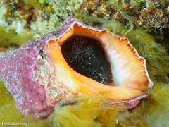 Stramonita haemastoma