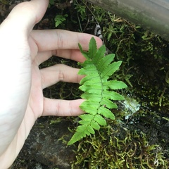 Dryopteris subatrata