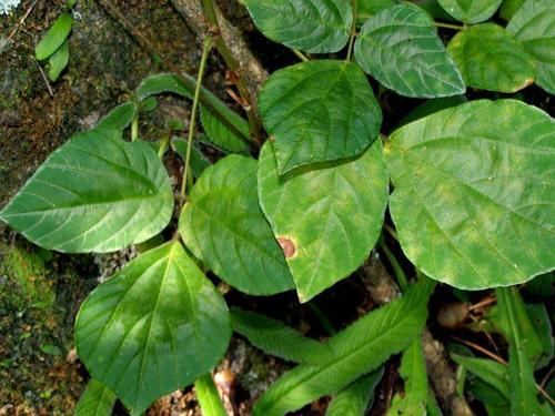 Orange Tick-trefoil