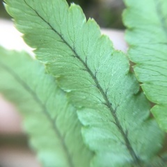 Dryopteris subatrata