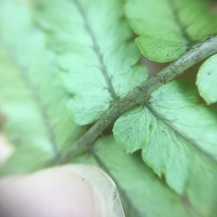 Dryopteris subatrata