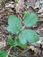 Rubus fulleri