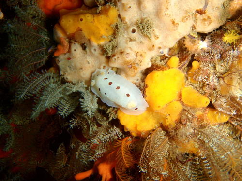 Aphelodoris sp-a