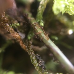 Dryopteris subatrata