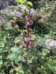 Cuscuta europaea