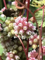 Cuscuta europaea