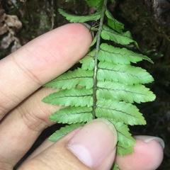 Dryopteris subatrata