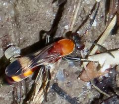 Psorthaspis mariae