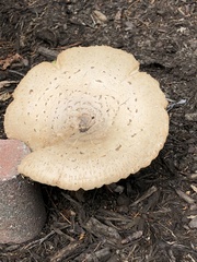 Chlorophyllum