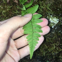 Dryopteris subatrata