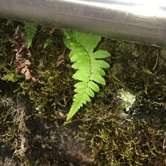 Dryopteris subatrata