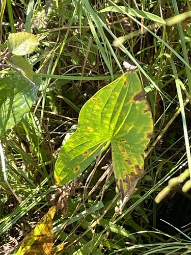 photo of Broadleaf Arrowhead (Sagittaria latifolia)