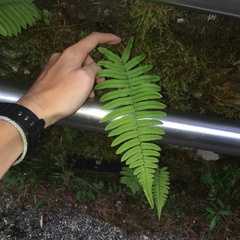 Dryopteris cycadina