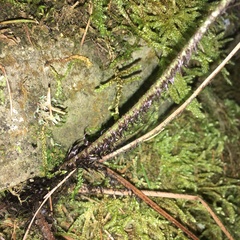 Dryopteris cycadina