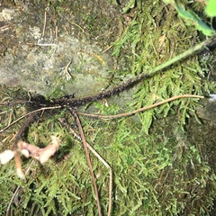 Dryopteris cycadina
