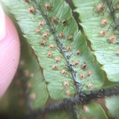 Dryopteris cycadina