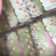 Dryopteris cycadina