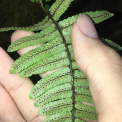 Dryopteris cycadina