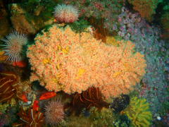 Melithaea rubra