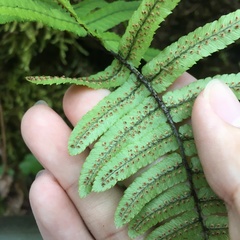 Dryopteris cycadina