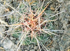 Thelocactus hexaedrophorus hexaedrophorus