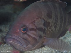 Epinephelus caninus