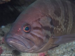Epinephelus caninus