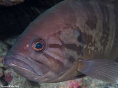 Epinephelus caninus