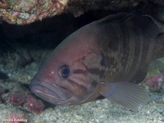 Epinephelus caninus