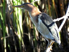 Ixobrychus minutus payesii